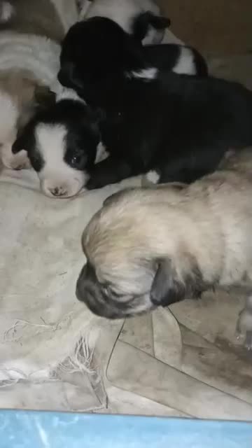 واگزاری طوله سگ های گوش تیز|سگ|نیشابور, شهرک رسولی|دیوار