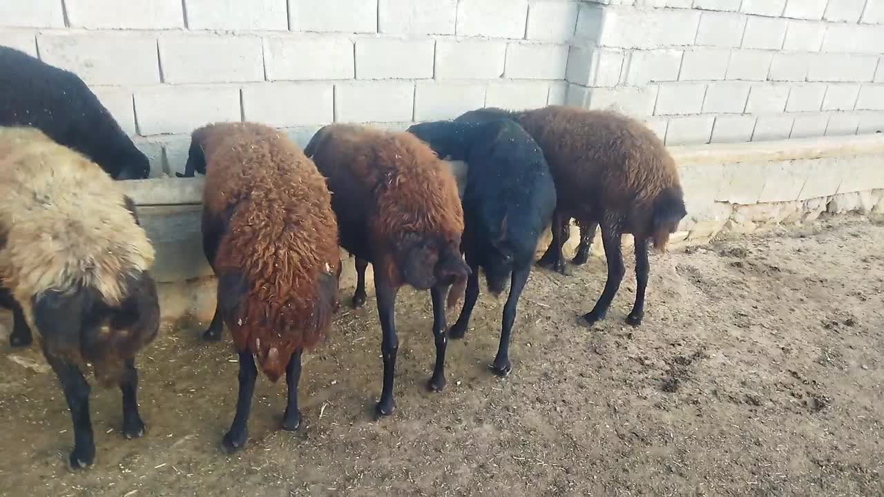 ۱۵عدد کوسفند بره دارهمه جوان|حیوانات مزرعه|باسمنج, |دیوار