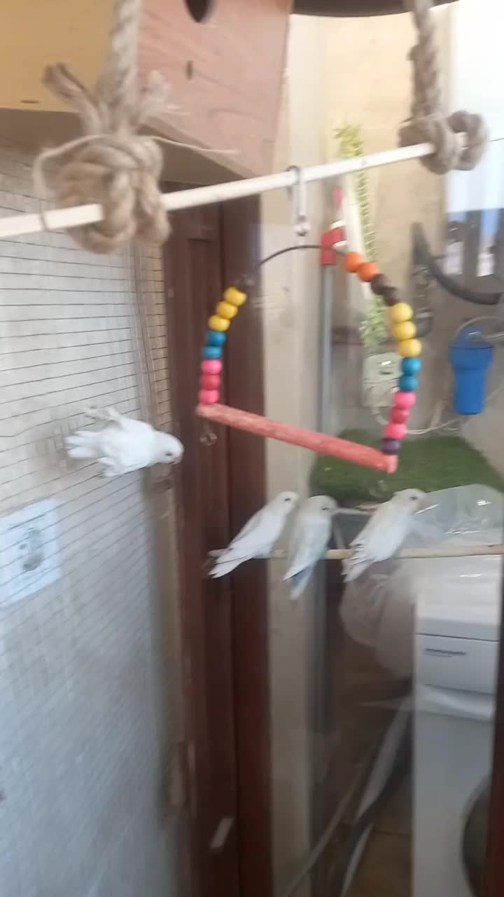 کوتوله برزیلی|پرنده|شاهرود, |دیوار