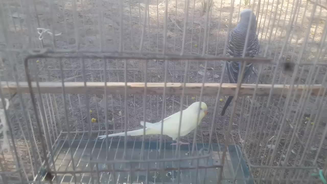 پرنده|پرنده|کنارک, |دیوار