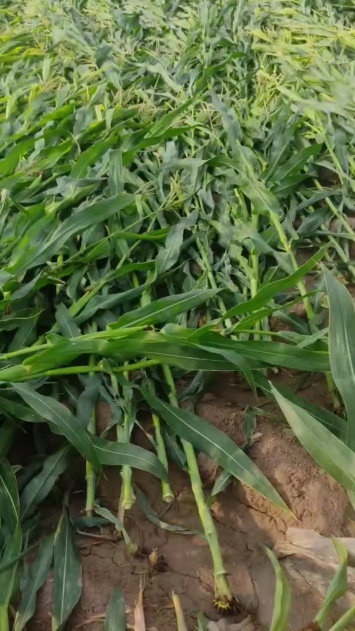 ذرت چاپر خابیده مخصوص گاوداری های سنتی|حیوانات مزرعه|دزفول, |دیوار