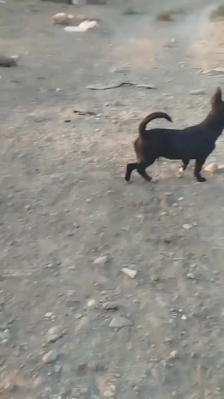 واگذاری صگ|سگ|زابل, |دیوار