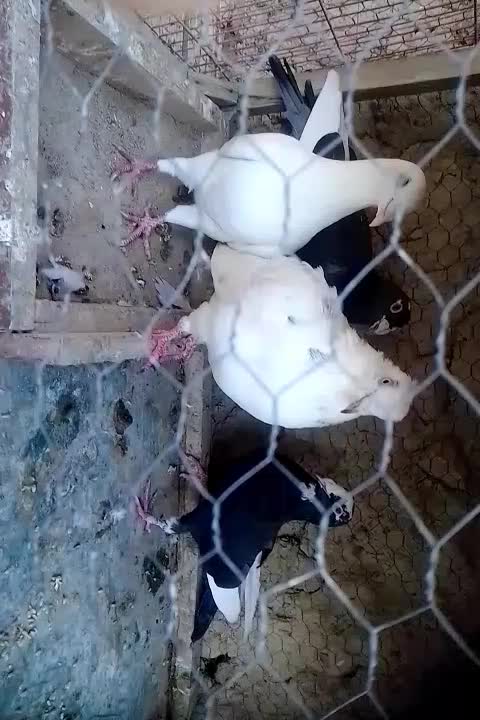 کبوتر|پرنده|شیروان (خراسان), |دیوار