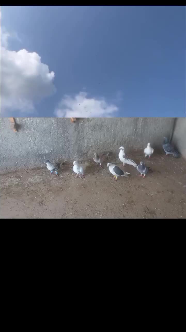 14 تا دیونه|پرنده|نیشابور, مازول|دیوار