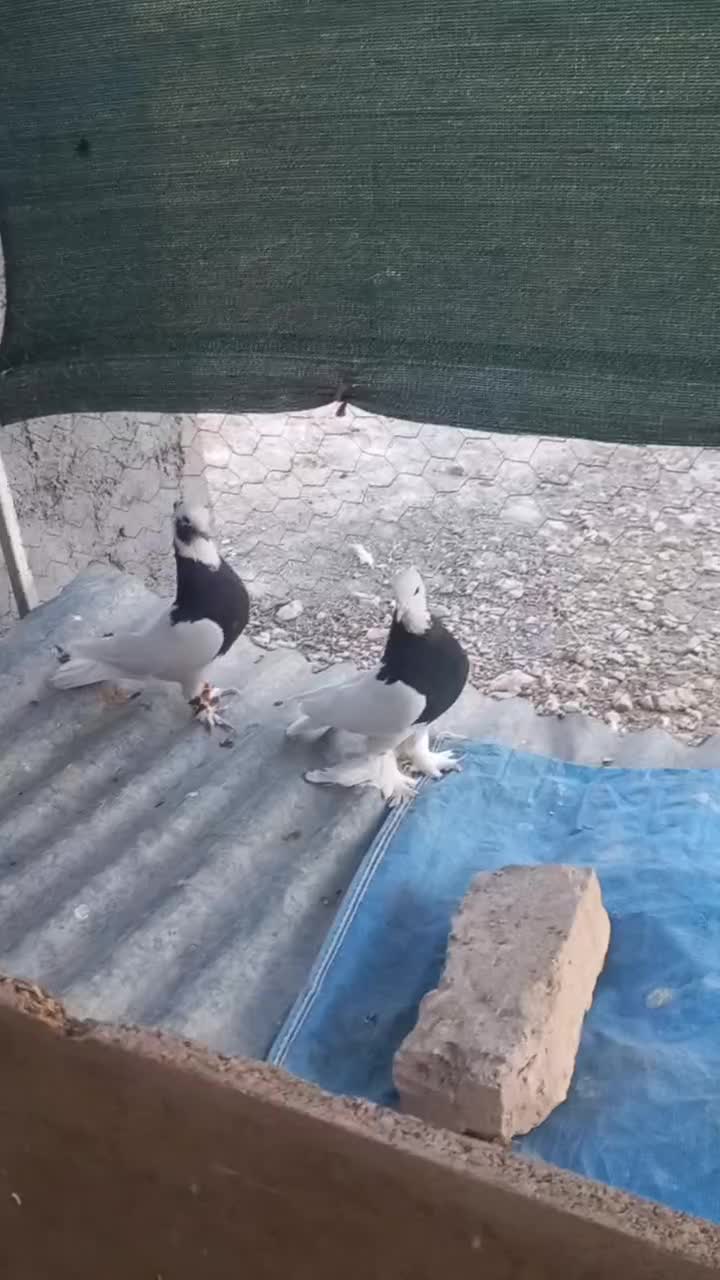 کبوتر طوقی|پرنده|مرودشت, رودبال|دیوار