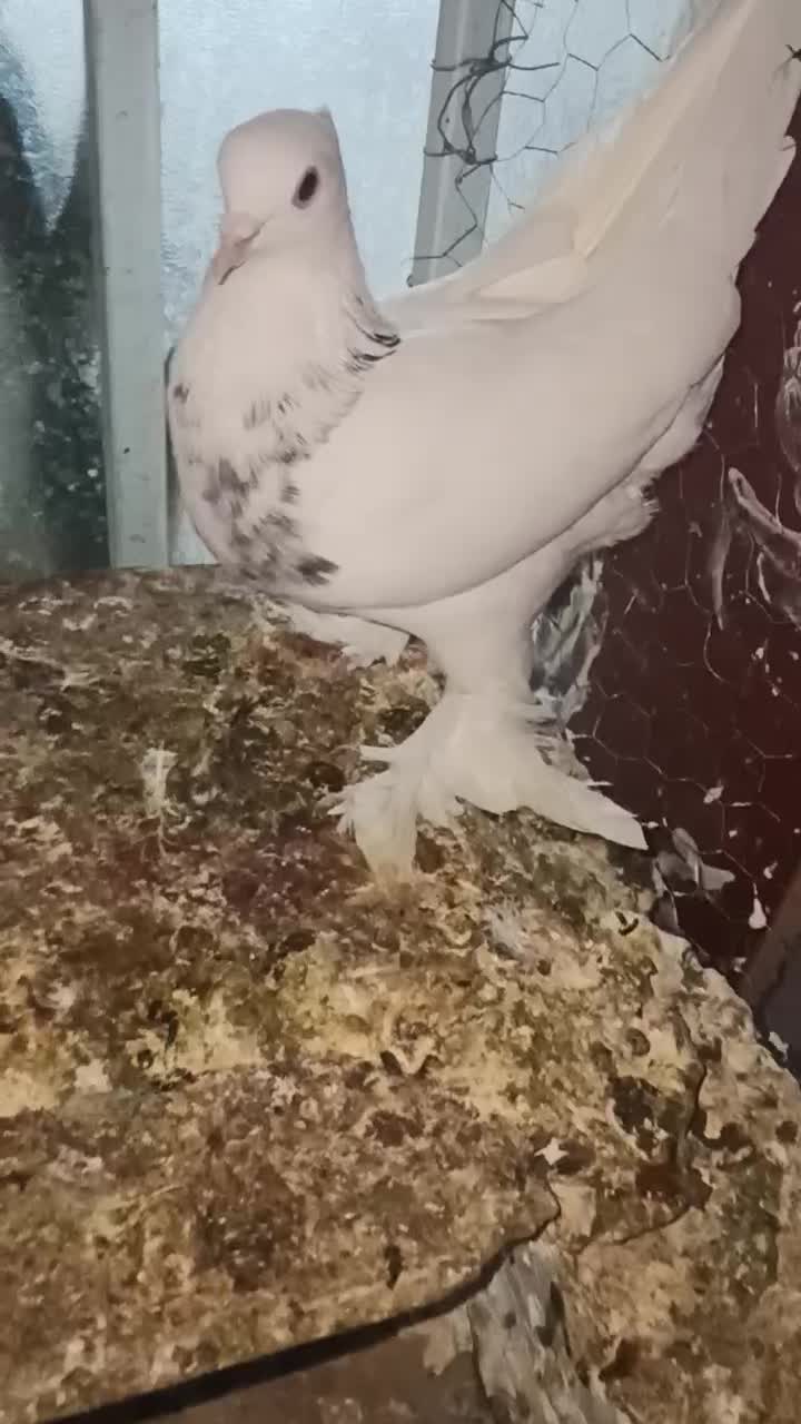 کفتر|پرنده|بردسکن, |دیوار