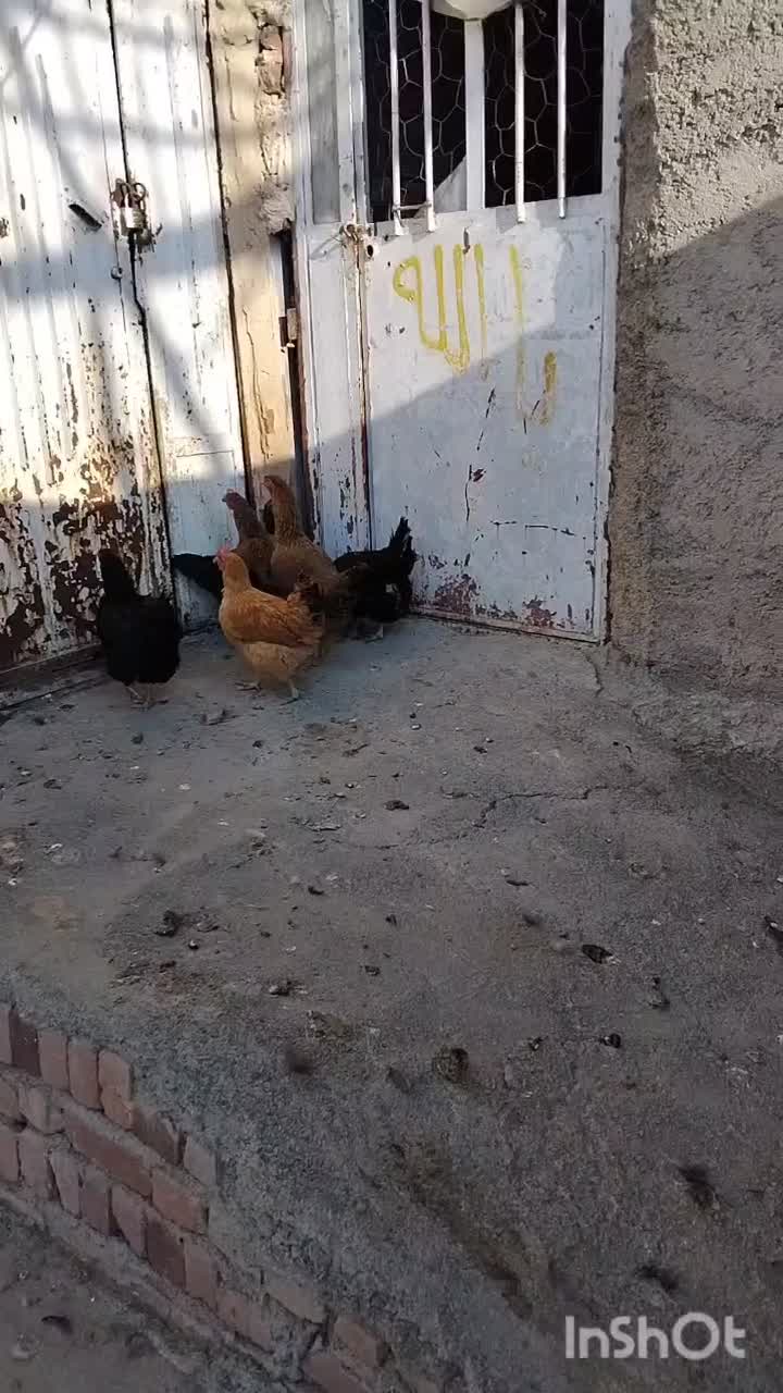 مرغ محلی|حیوانات مزرعه|مریوان, |دیوار