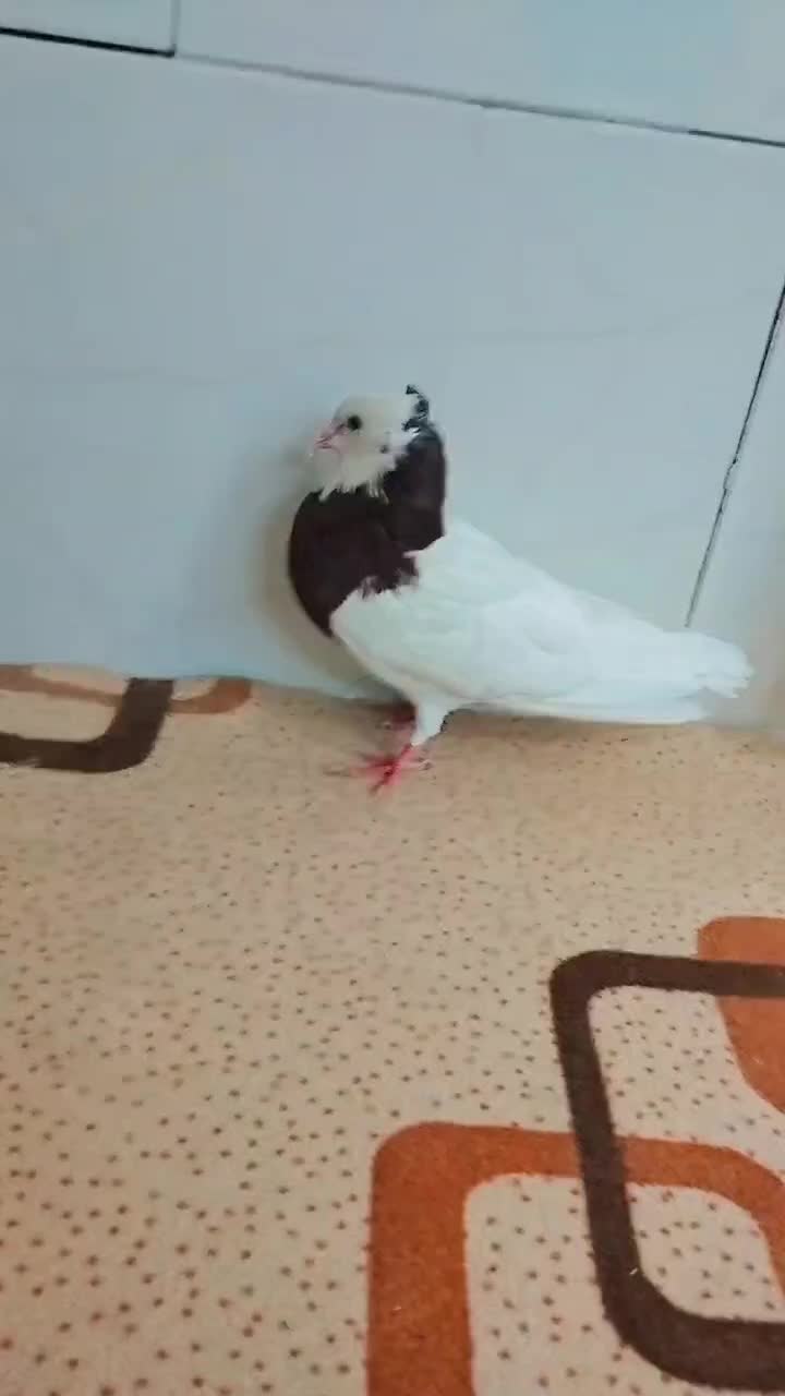 طوقی|پرنده|نیشابور, پاستور|دیوار