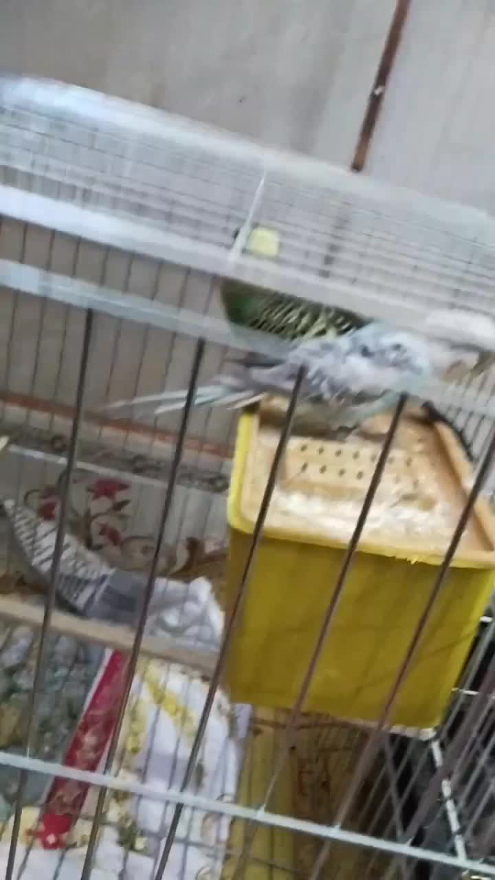 مرغ عشق|پرنده|ایرانشهر, |دیوار