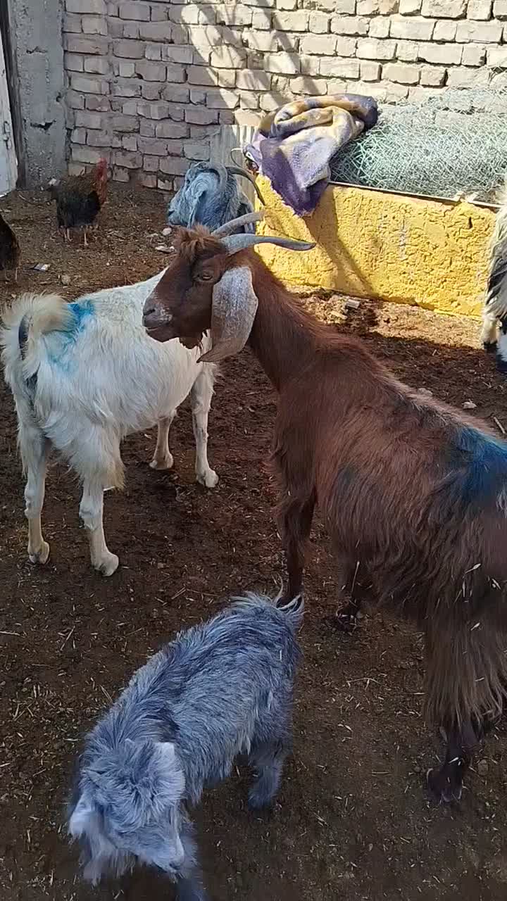 بز کهره دار داشتی روزگاری|حیوانات مزرعه|رحمتآباد, |دیوار