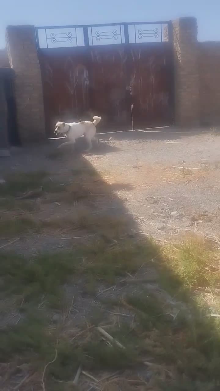 واگذاری سگ گله و نگهبان|سگ|مشهد, شهرک صنعتی توس|دیوار