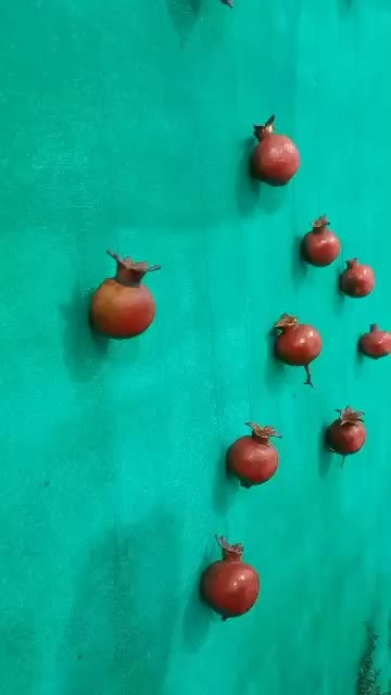 عکاسی با تم یلدا|خدمات پذیرایی، مراسم|گرگان, |دیوار