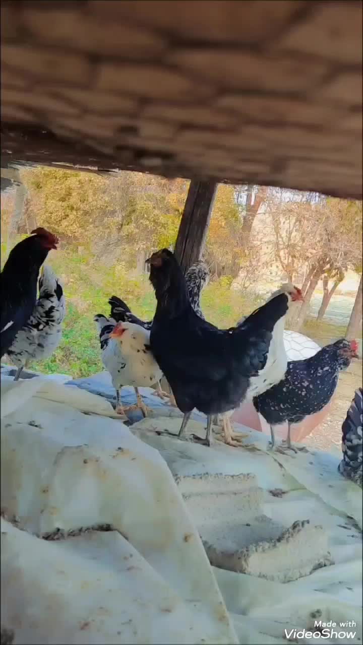 تخم نطفه دار گلین فول|حیوانات مزرعه|مرودشت, رامجرد یک|دیوار