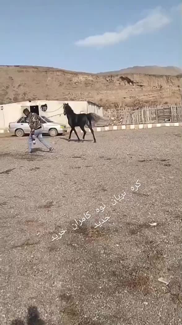 نریان‌ کورد|اسب و تجهیزات اسب‌سواری|زنجانرود, |دیوار