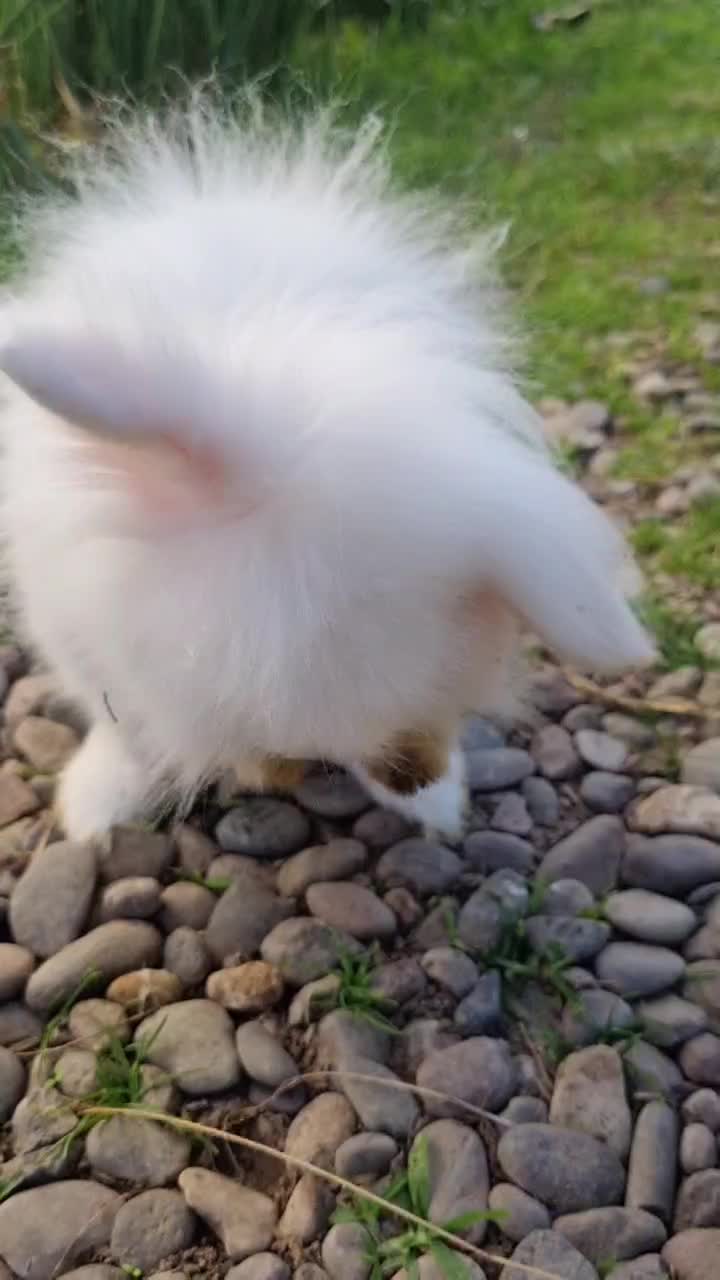 خرگوش|موش و خرگوش|آستانه اشرفیه, |دیوار