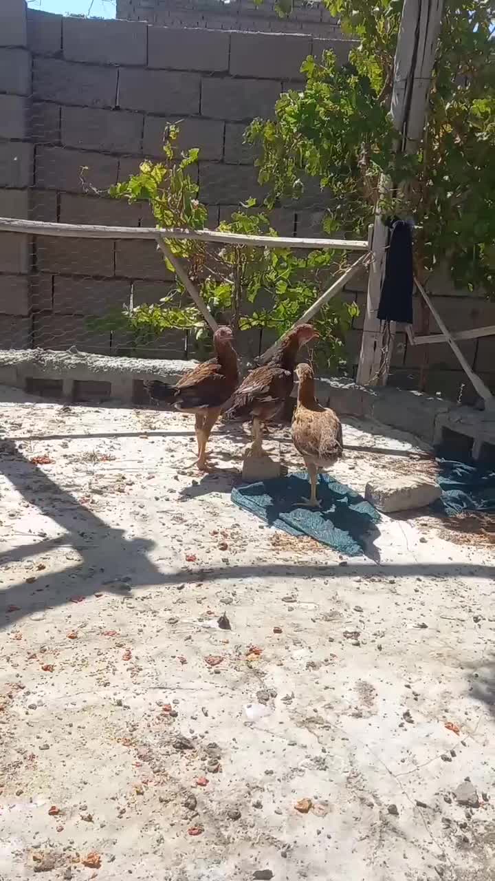 جوجه خروس وجوجه مرغ لاری افغانی اصیل|حیوانات مزرعه|زاوه, |دیوار