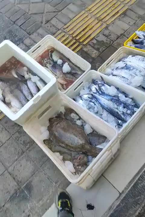 سلام ماهی تازه رسید تاریخ ۱۵و۸|ماهی|یزد, |دیوار