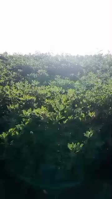 کسانی که دنبال پابلند هستن در خدمتم خارجی اصل|خدمات باغبانی و درختکاری|خرم‌آباد, |دیوار