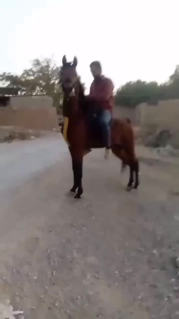 اسب در حدسیلمی سلطنتی|اسب و تجهیزات اسبسواری|تهران, آرژانتین|دیوار