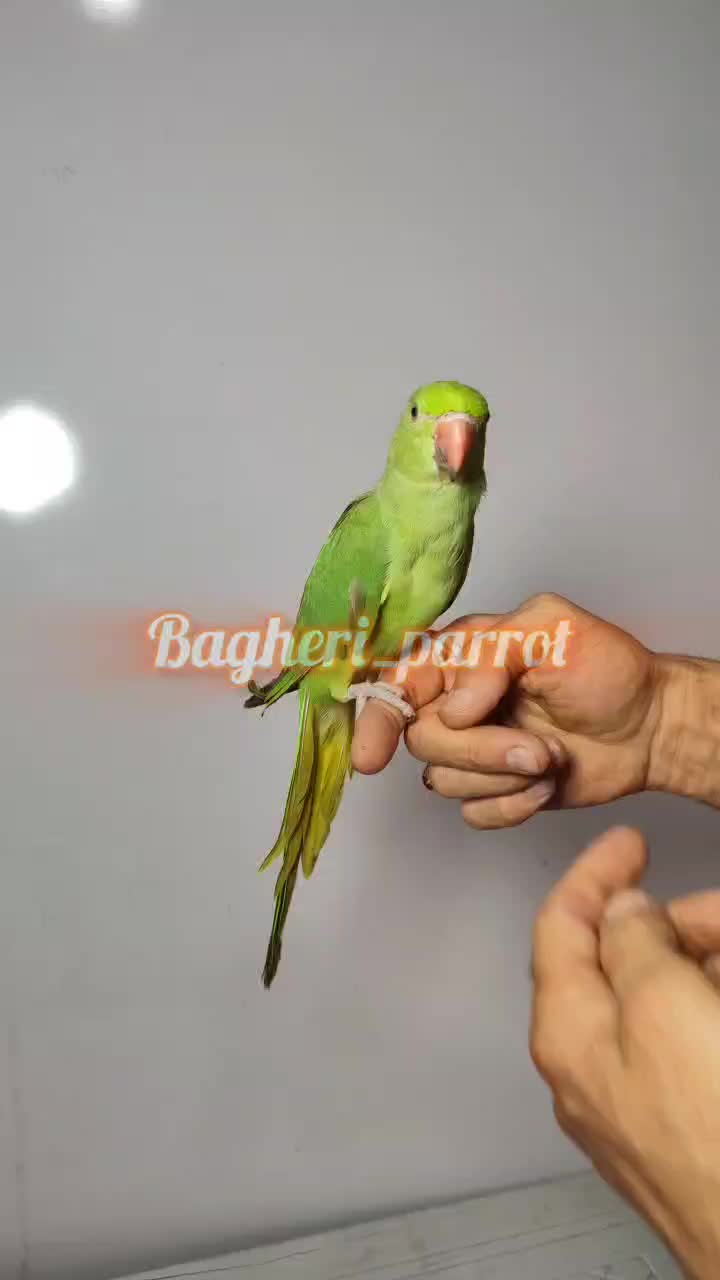 جوجه راهب زرد ـ راهب سبز ـ گرینچیک ـ جوجه ملنگو|پرنده|رشت, گلسار|دیوار