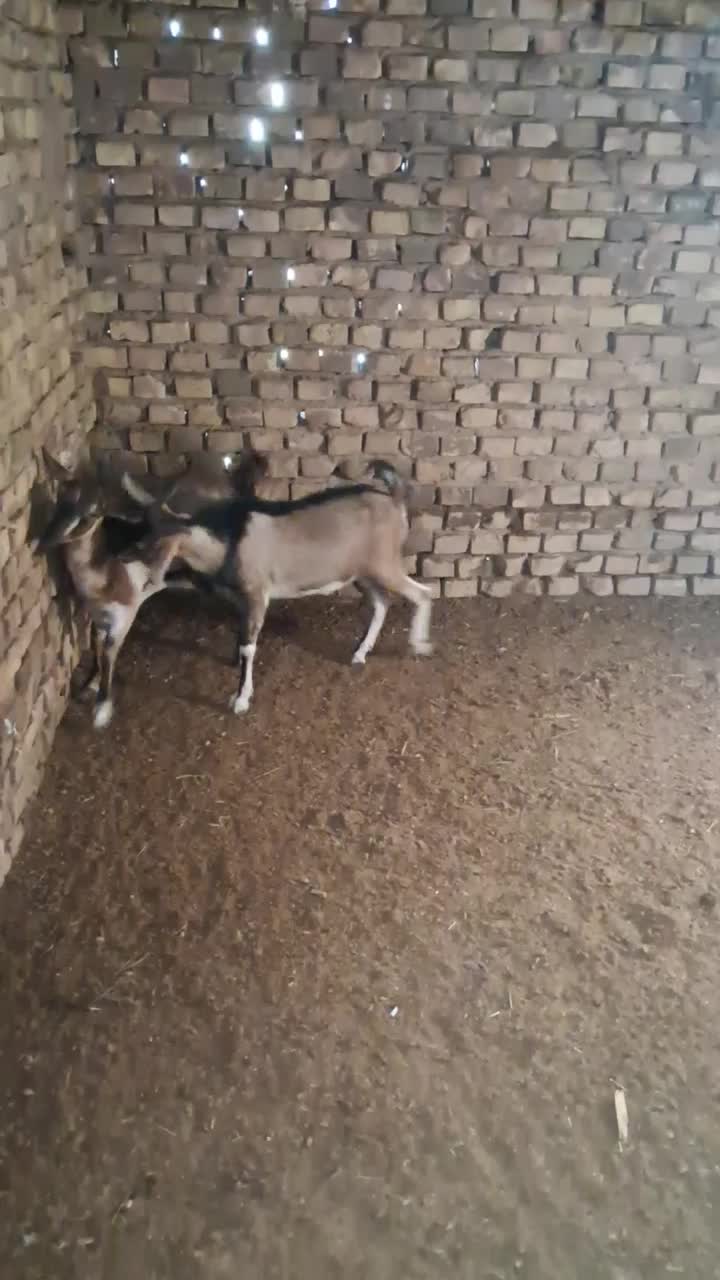 یک جفت کره دورگ الپاین فروشی|حیوانات مزرعه|اردکان, |دیوار