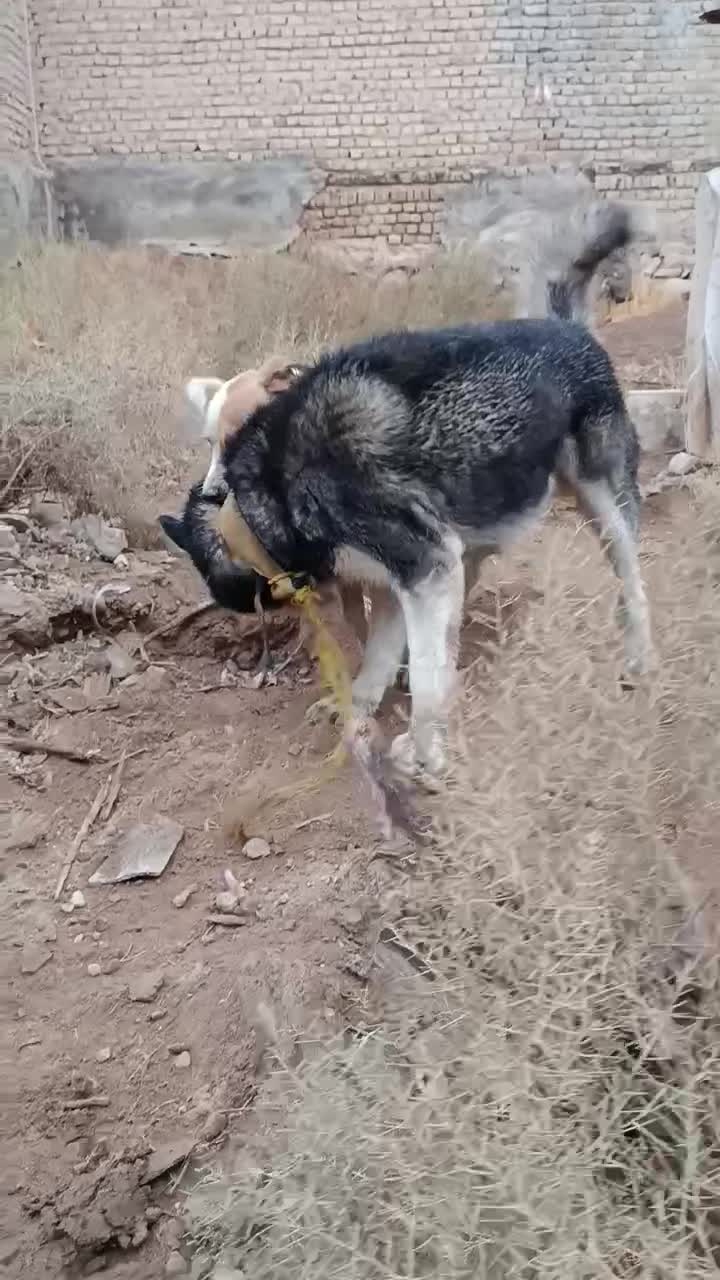 هاسکی اصلی فوری واگذار میشود|سگ|بجنورد, |دیوار