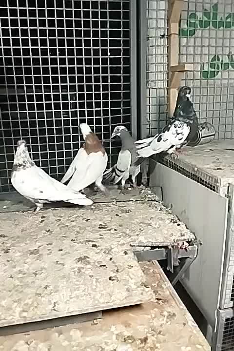 کفتر|پرنده|شیراز, شیخ روزبهان|دیوار