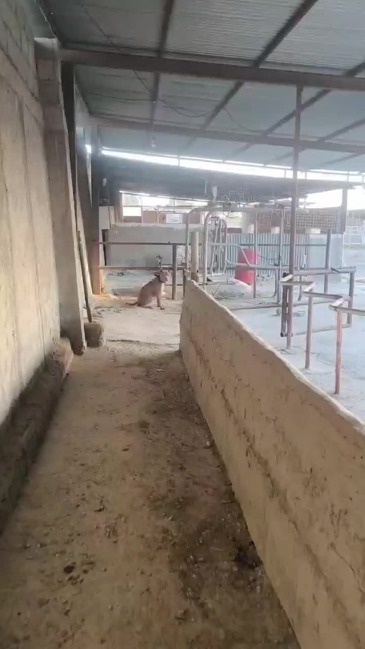 سگ پیتبول امریکن اصیل نر|سگ|تهران, نازیآباد|دیوار