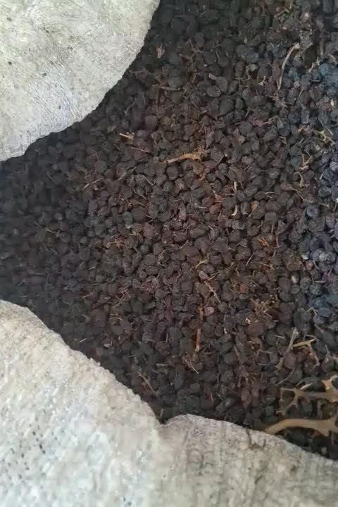 کشمش یاقوتی تقریبا ۴۰۰کیلوآفتابی|خوردنی و آشامیدنی|تاکستان, |دیوار