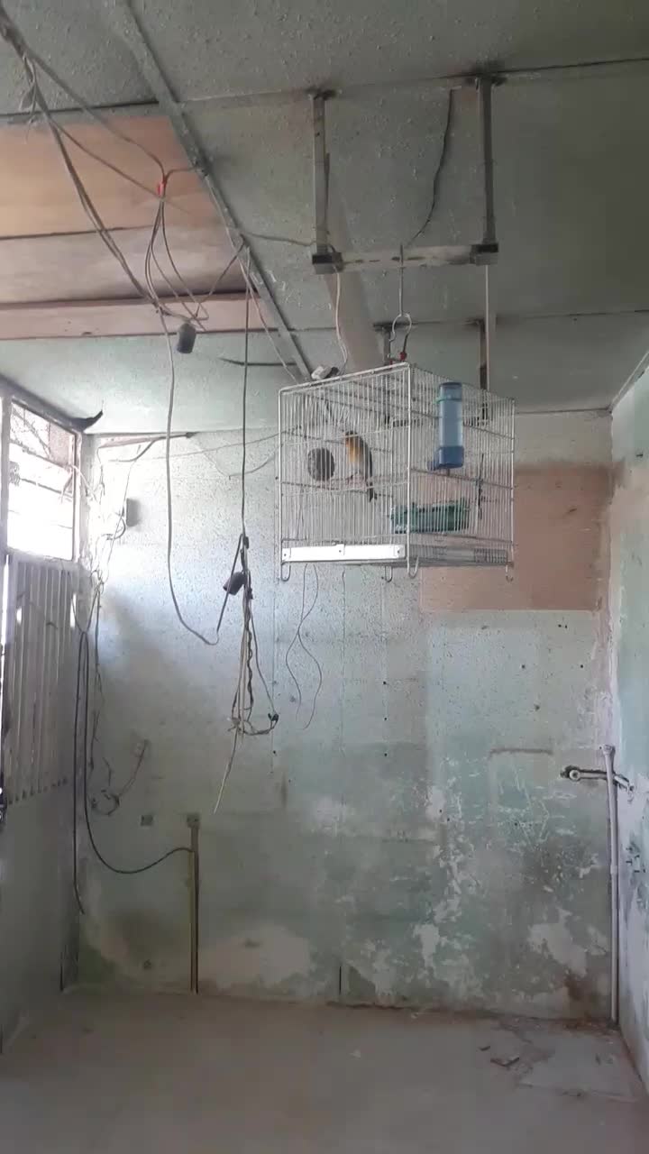 سره قناری روب مستی درشت خوش رنگ|پرنده|تهران, مشیریه|دیوار