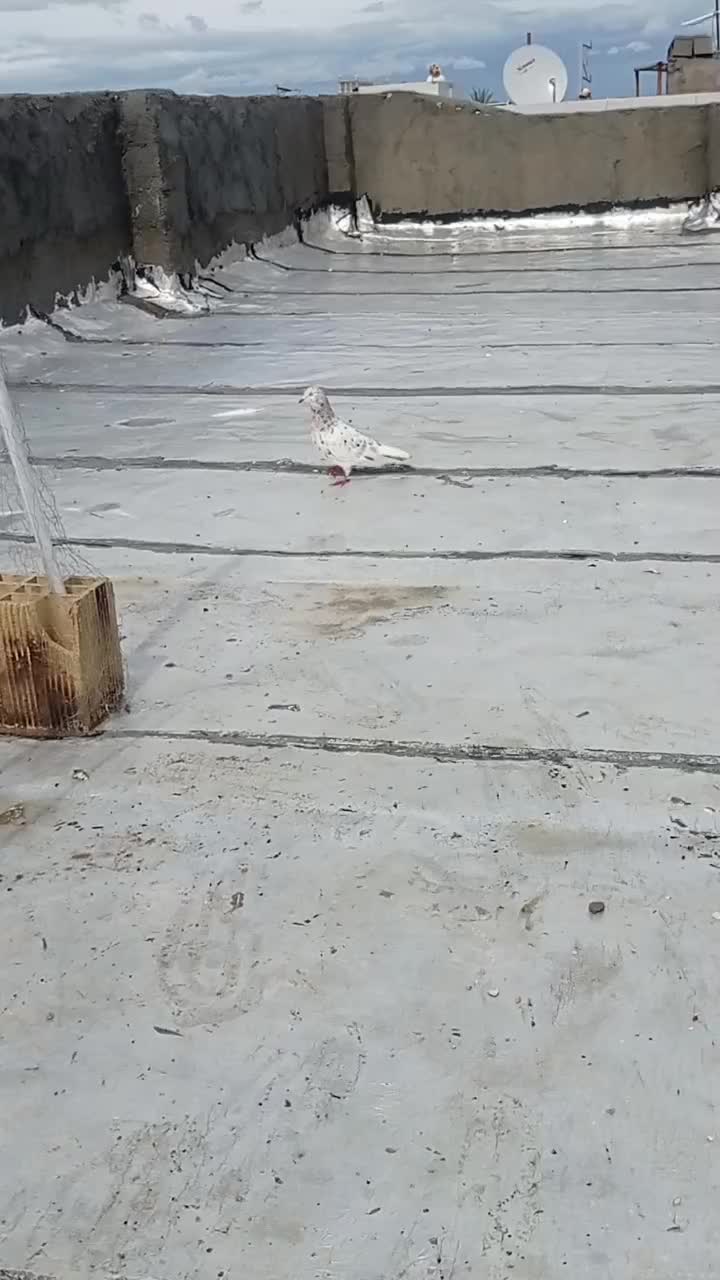 کبوتر|پرنده|رامشیر, |دیوار