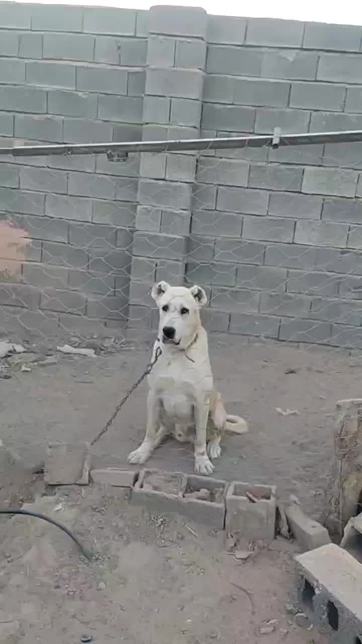 سگ ،|سگ|سبزوار, قصبه غربی|دیوار