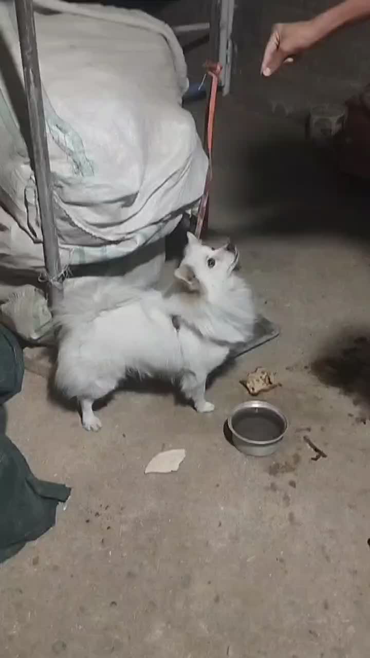 سگ پامر روباهی|سگ|قرچک, مهدیه|دیوار