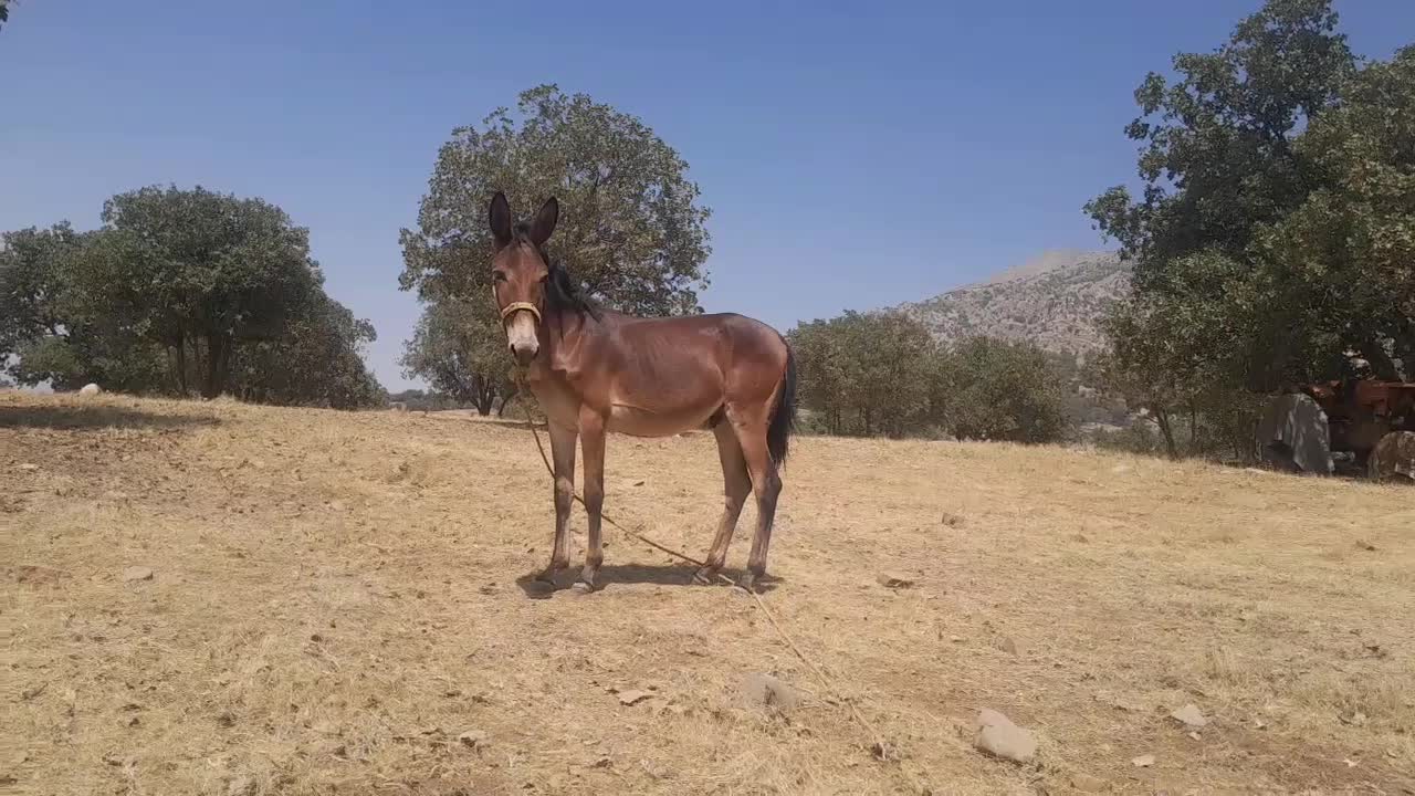 قاطر۱۴ ماهه نر قد بلند|حیوانات مزرعه|چگنی, |دیوار