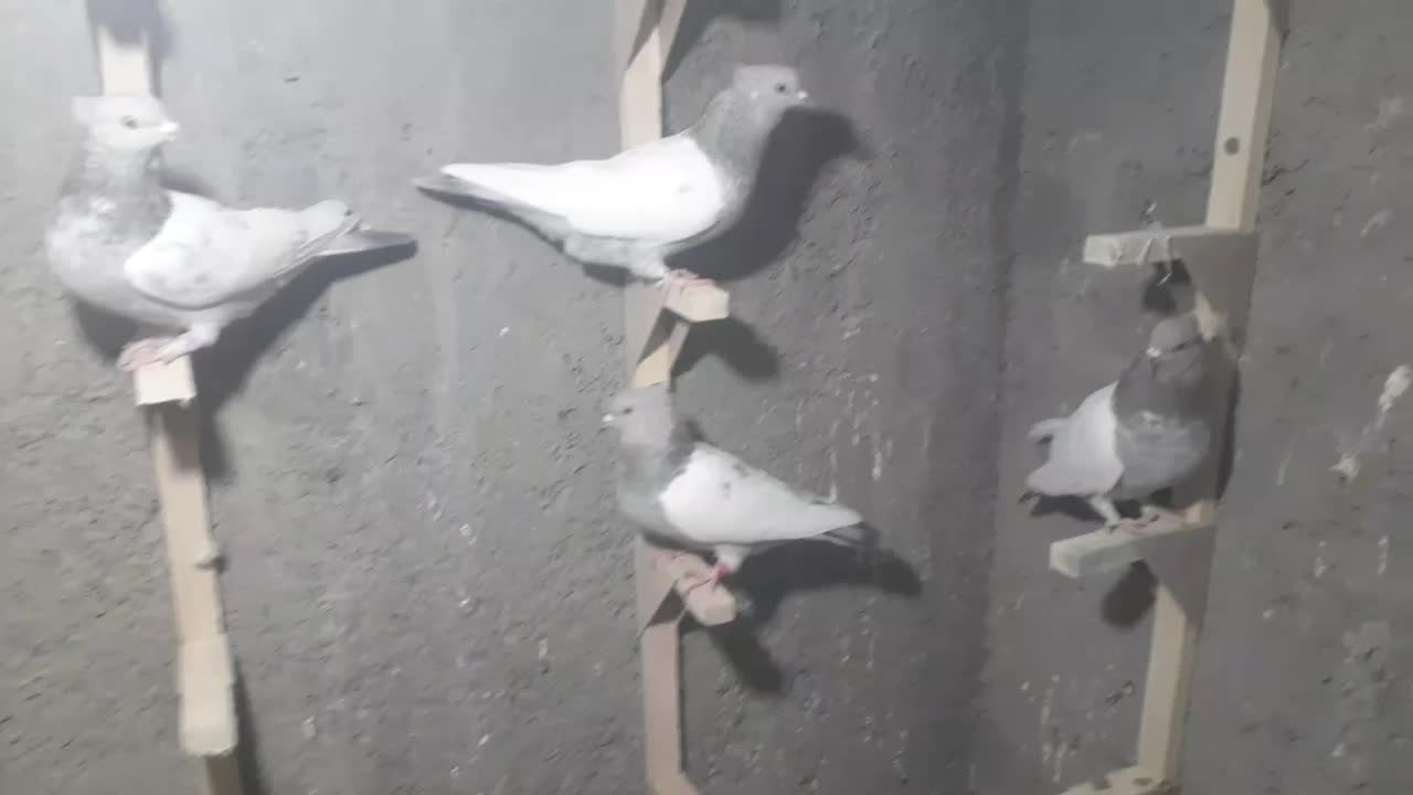 ماده سینه سوسنی|پرنده|شیراز, حومه شیراز|دیوار