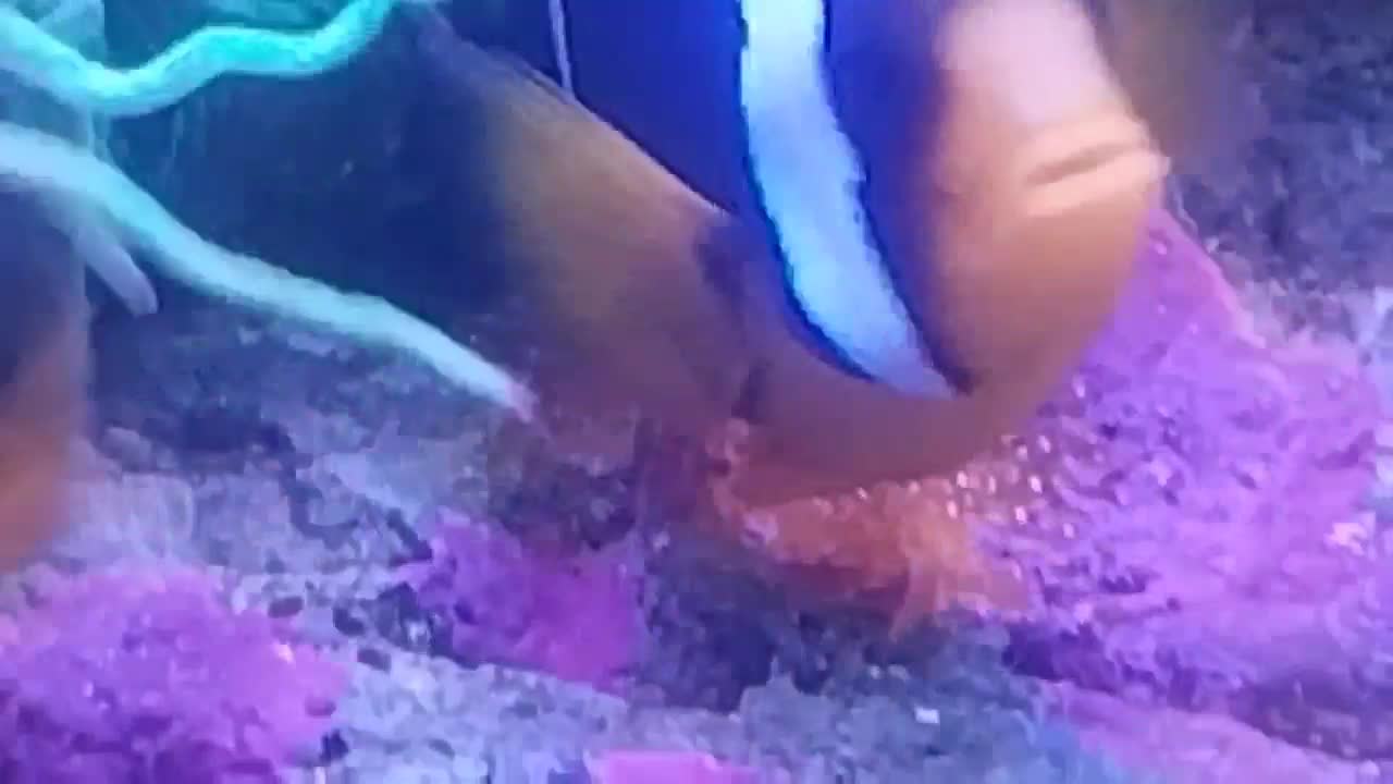 دلقک آلاردی آب شور مولد|ماهی|قم, مسجد امام حسن|دیوار