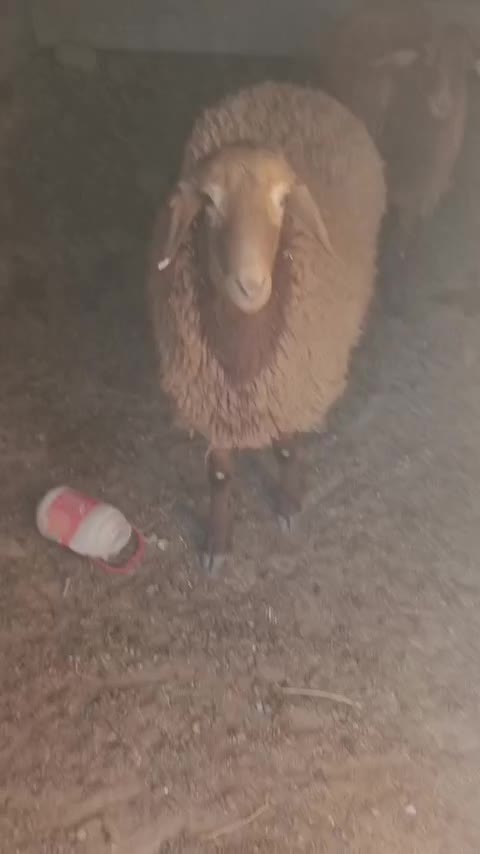 میش جمل زا|حیوانات مزرعه|گزیک, |دیوار