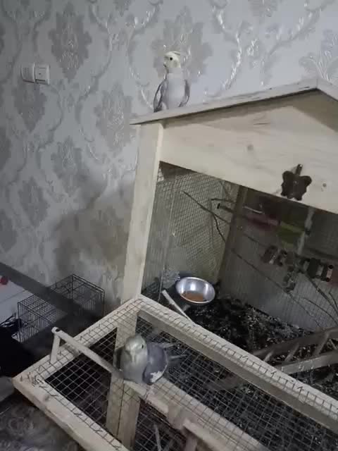 عروس هلندی|پرنده|اسلام‌شهر, مسکن مهر اسلاشهر (شهرک امام خمینی)|دیوار