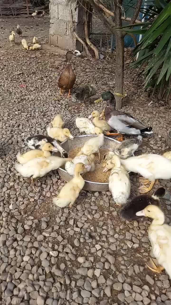 چوجه اردک یک‌ماه نژاد گوشتی و تخمگذار|حیوانات مزرعه|رودبنه, |دیوار