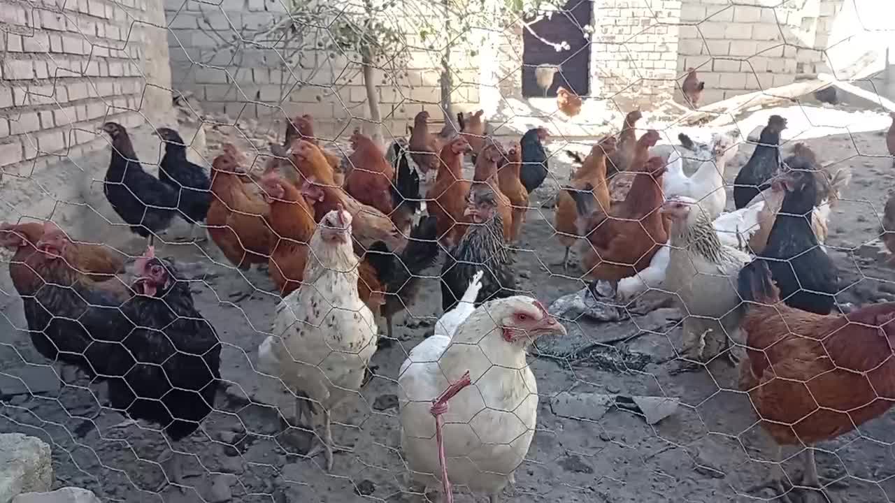 مرغ|پرنده|نقده, |دیوار
