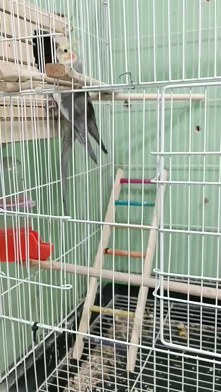 فروش یک جفت عروس هلندی مولد با 9 عدد جوجه|پرنده|ایذه, |دیوار