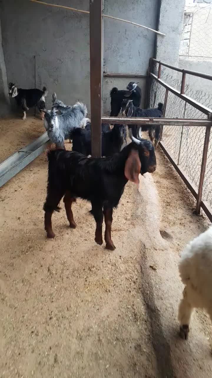 بزو بزغاله فروش|حیوانات مزرعه|آبدانان, |دیوار