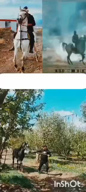 کره نریون 3به4نوه کامران قدیری|اسب و تجهیزات اسبسواری|ارومیه, |دیوار