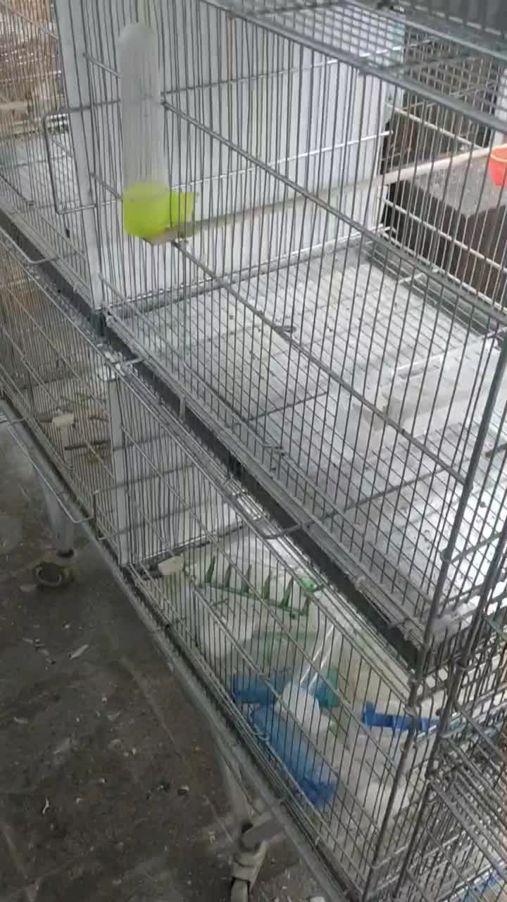 قفس هشت خان بازاری و پژاوند|لوازم جانبی حیوانات|کرج, شهرک بنفشه|دیوار