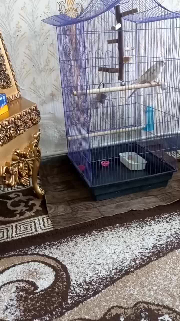 عروس هلندی|پرنده|شیراز, شریفآباد|دیوار