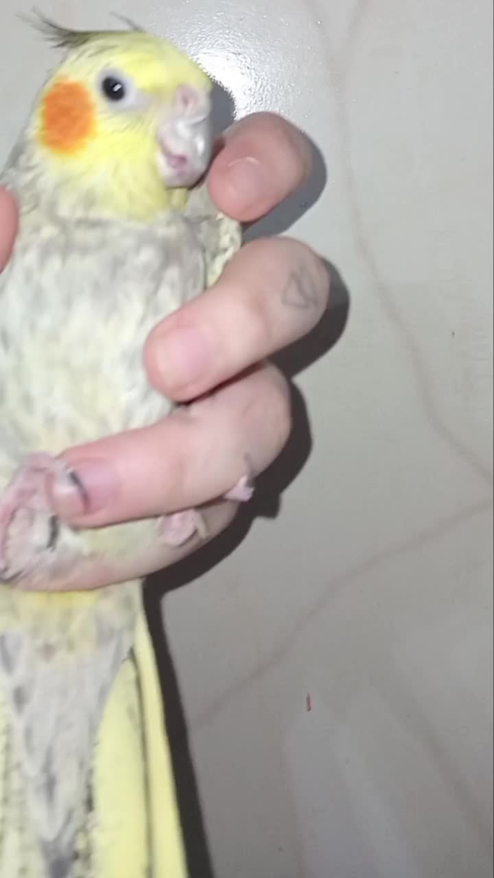 عروس هلندی ماده|پرنده|قم, ولیعصر|دیوار