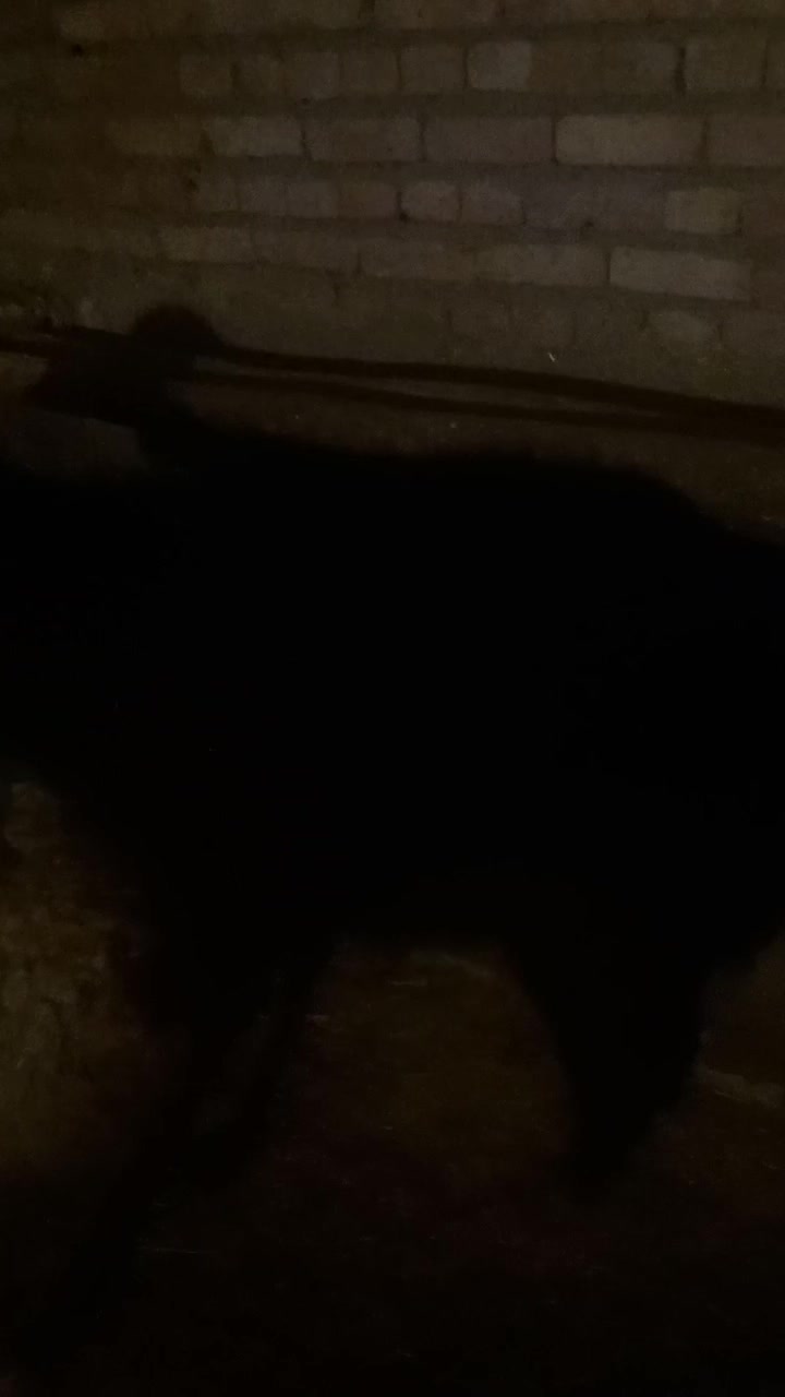 گوسفند|حیوانات مزرعه|گل تپه, |دیوار