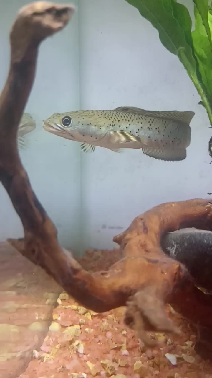 چانا اورچا|ماهی|تبریز, |دیوار