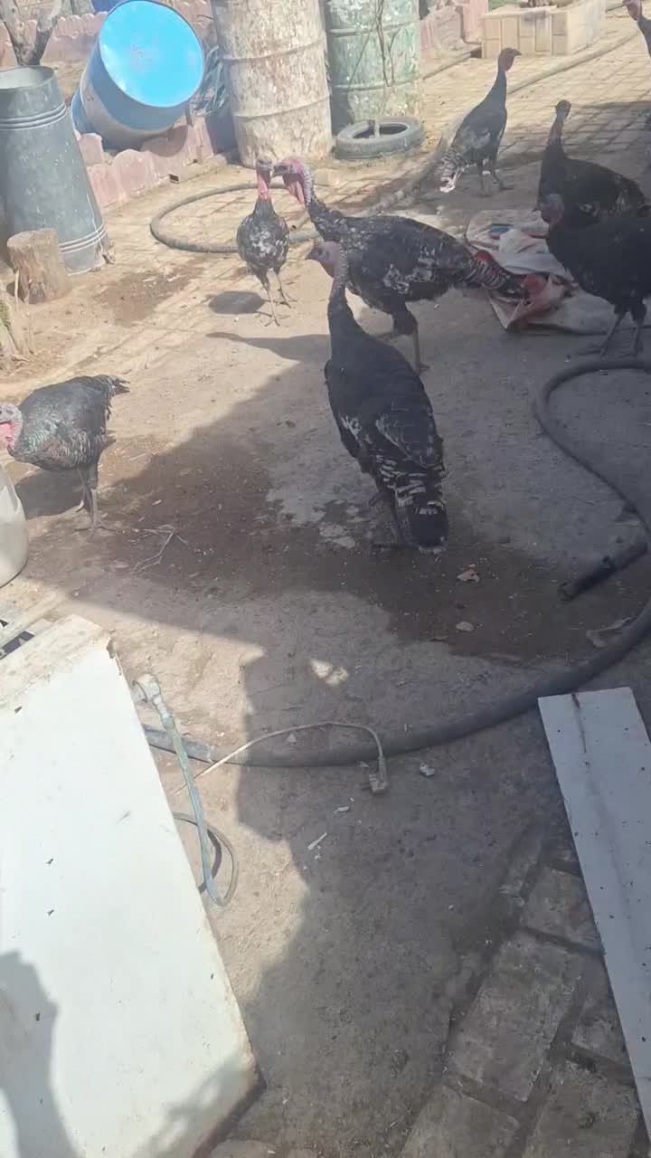 مرغ وخروس وبوقعلمون محلی|حیوانات مزرعه|کوهسار (البرز), |دیوار