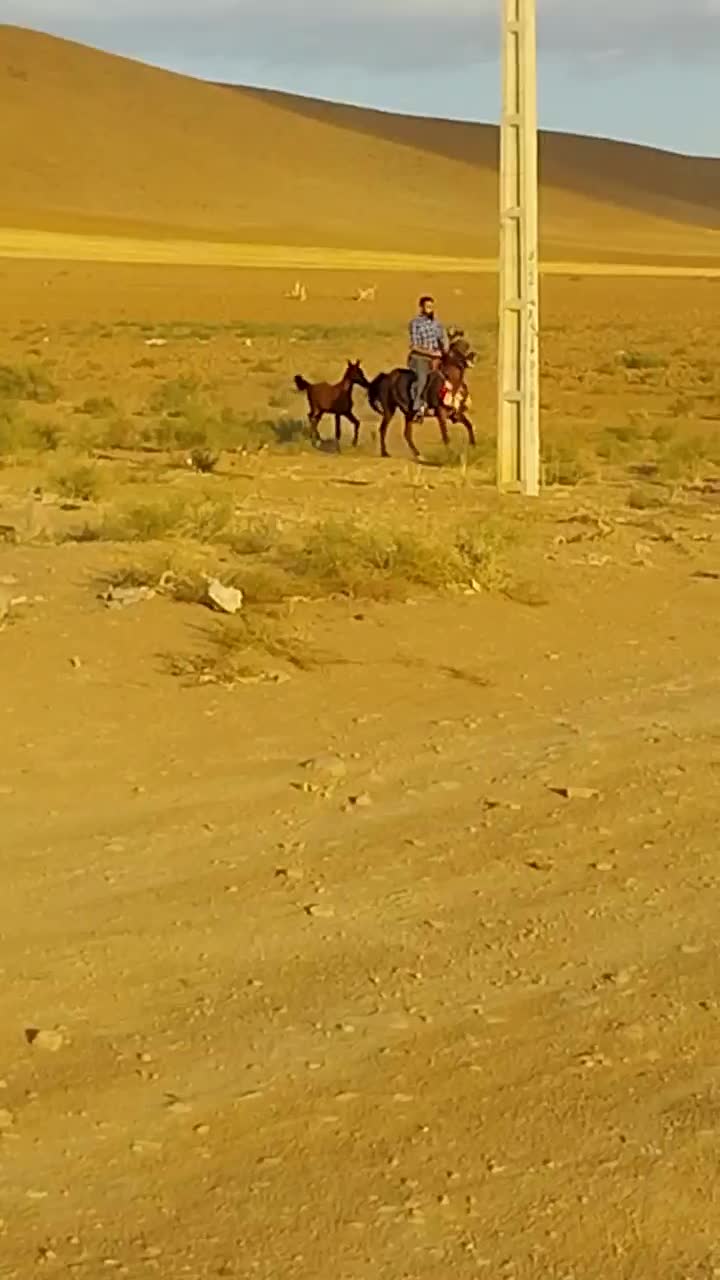 اسب مادیان ۷سال|اسب و تجهیزات اسبسواری|شاهین دژ, |دیوار